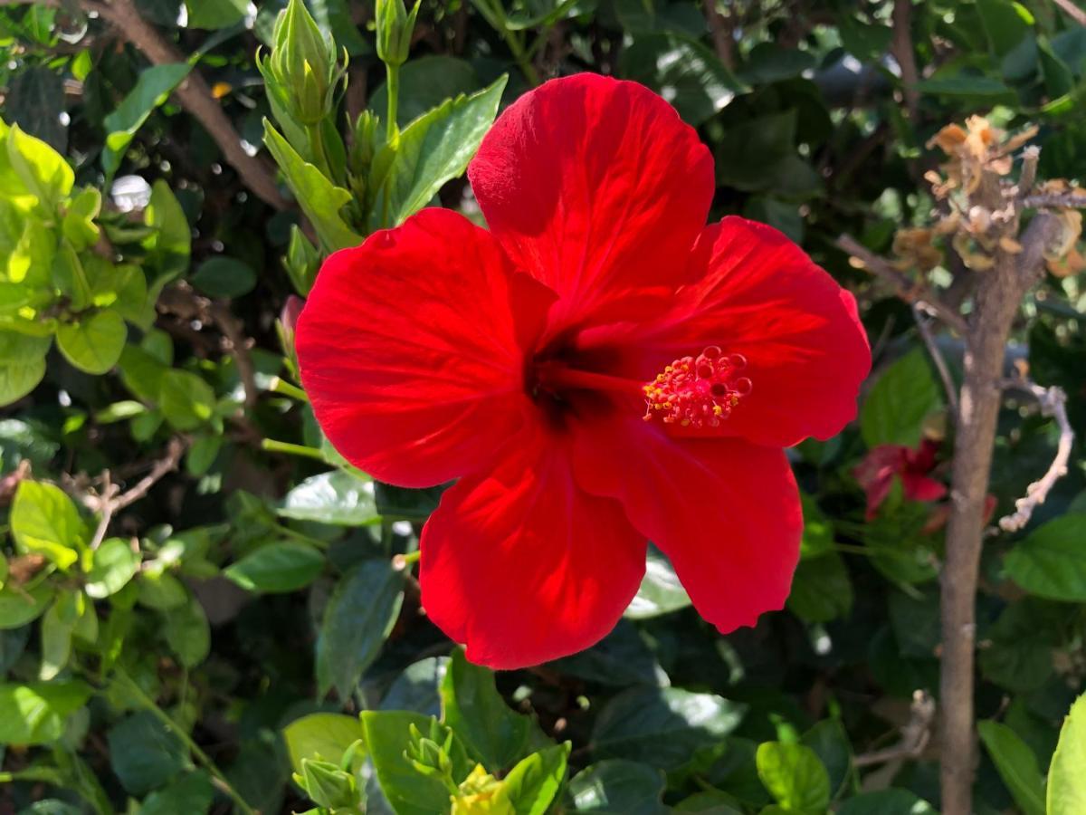Penzion Red Hibiscus Stegna Archangelos  Exteriér fotografie