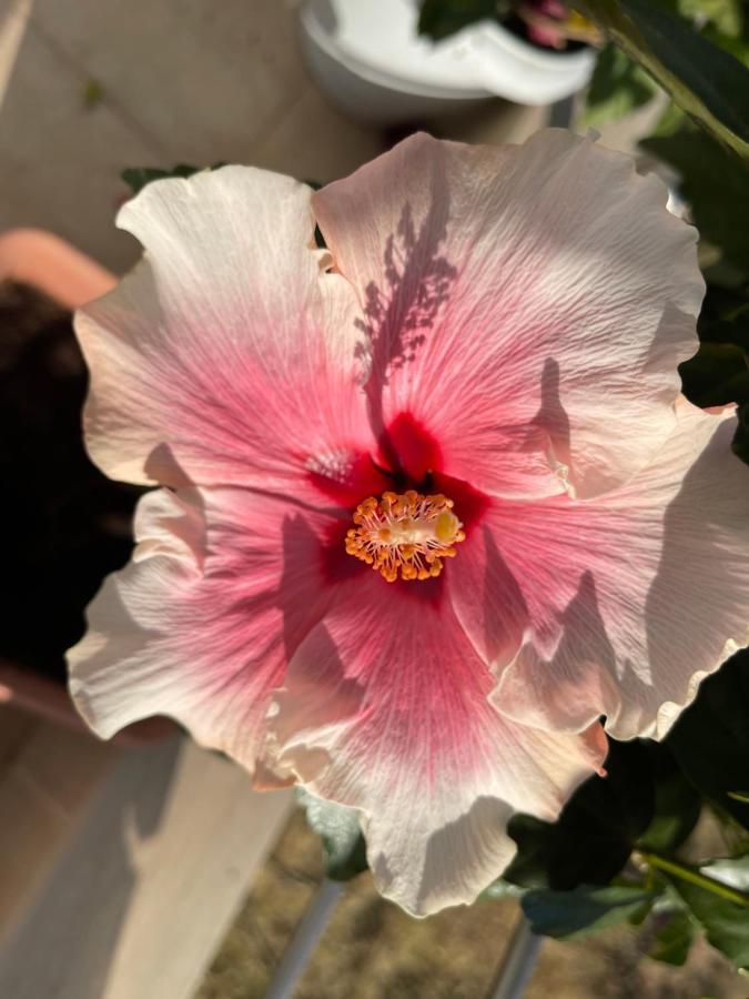 Penzion Red Hibiscus Stegna Archangelos  Exteriér fotografie