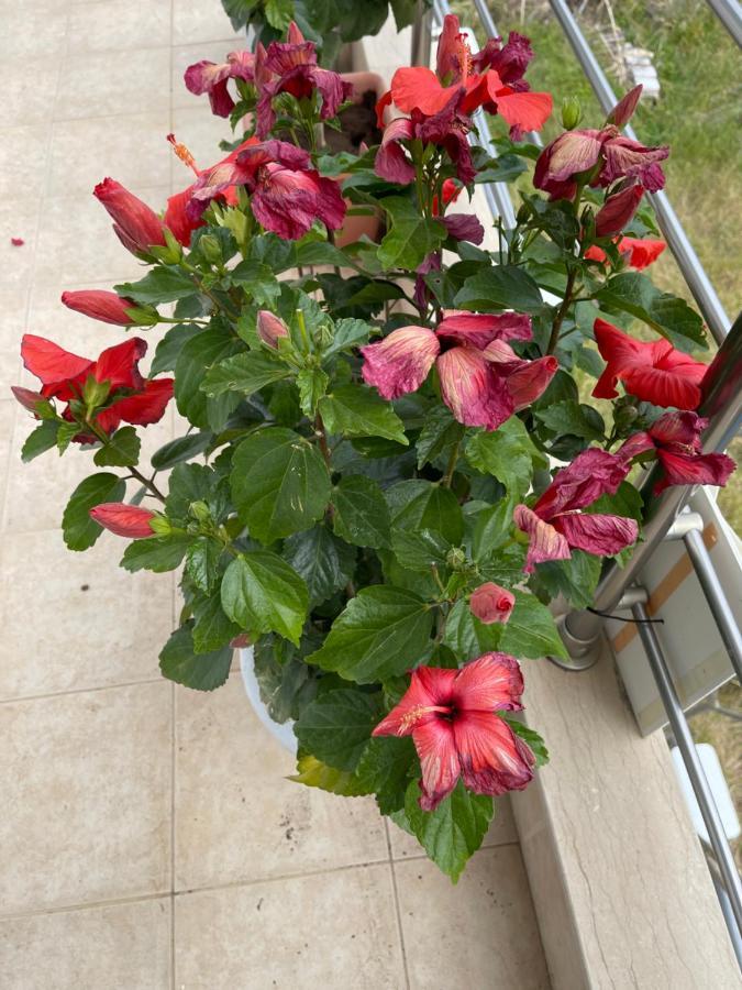 Penzion Red Hibiscus Stegna Archangelos  Exteriér fotografie