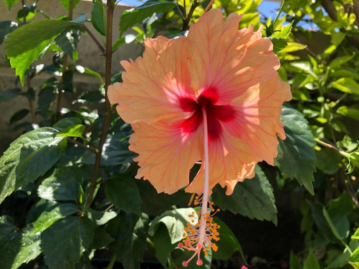 Penzion Red Hibiscus Stegna Archangelos  Exteriér fotografie