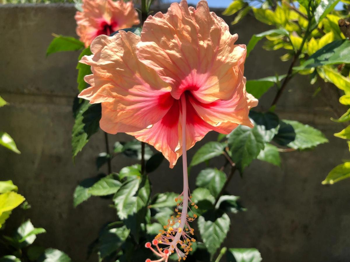 Penzion Red Hibiscus Stegna Archangelos  Exteriér fotografie